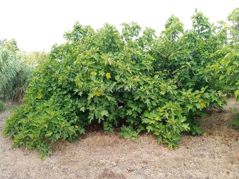 Foto d0d1269d-4cbb-45a2-8d55-c4cb8354273a. Finca rústica a Medina Sidonia
