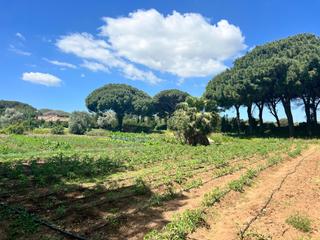 Masia a Vejer. Terreno con dos casitas y almacen en la muela