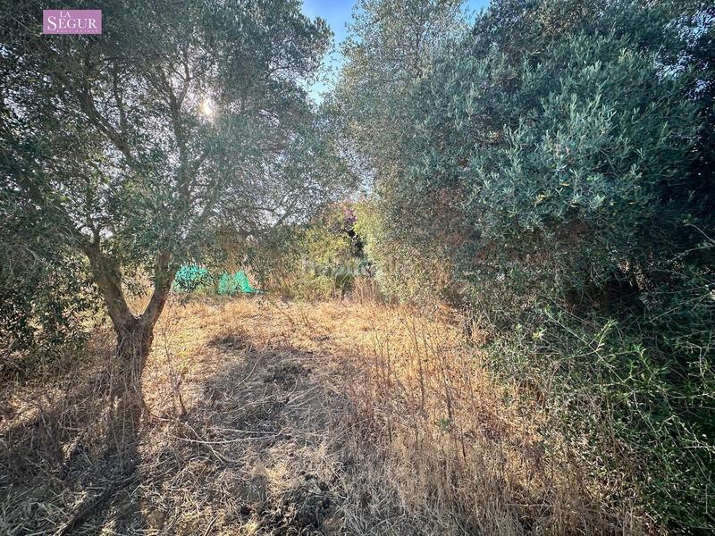 Foto 9ee48e96-c409-41c1-b461-61f7a079b821. Propriété dans Pelagatos - Pago del Humo Chiclana de la Frontera