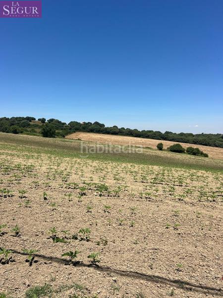 Foto 04165320-8065-44fb-b3fa-d69a08c91537. Finca rústica a Vejer Vejer de la Frontera