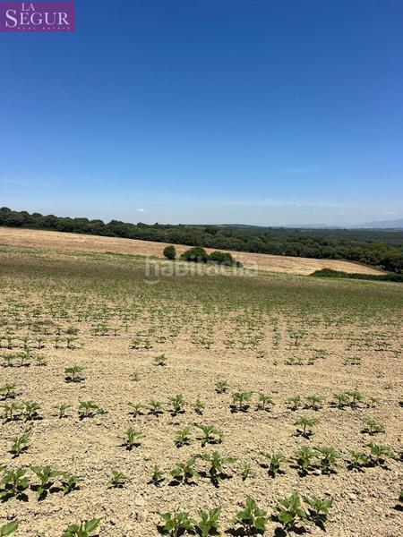 Foto 3a7313eb-733f-4091-8507-866c006b6c13. Finca rústica a Vejer Vejer de la Frontera