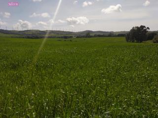 Finca rústica a Vejer. Fantástico terreno rural en san ambrosio