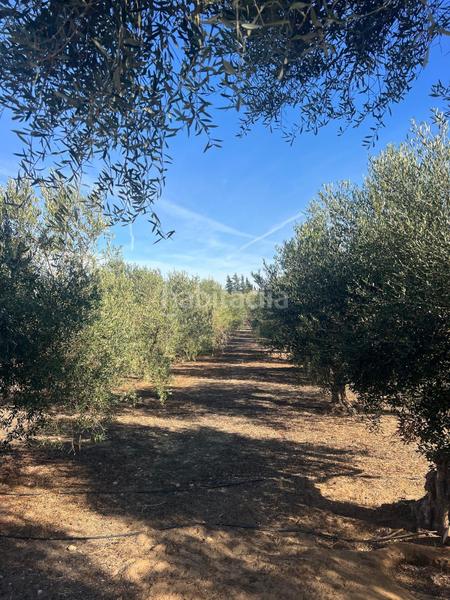 Foto 32747ada-1210-4f0c-bb83-ec14638f3260. Bauernhof mit parking in Medina Sidonia