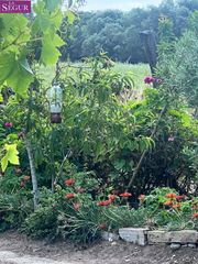 Masia a Vejer. Finca rustica cercana a vejer de la frontera