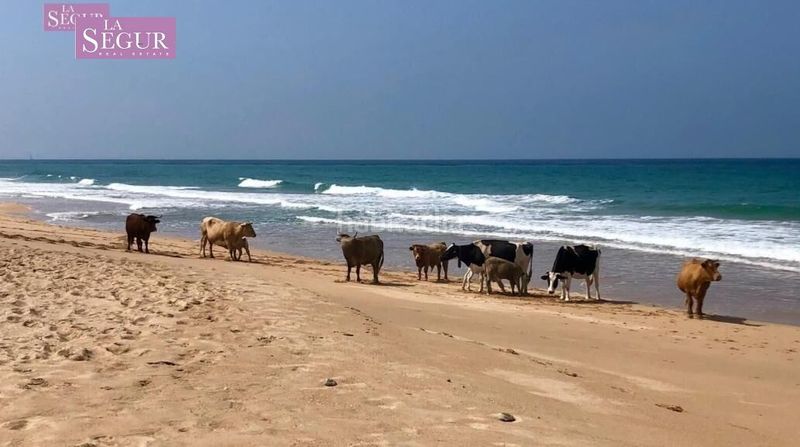 Foto d02e5623-9ba5-40ef-a399-60c4d149765d. Finca rústica a El Palmar Vejer de la Frontera