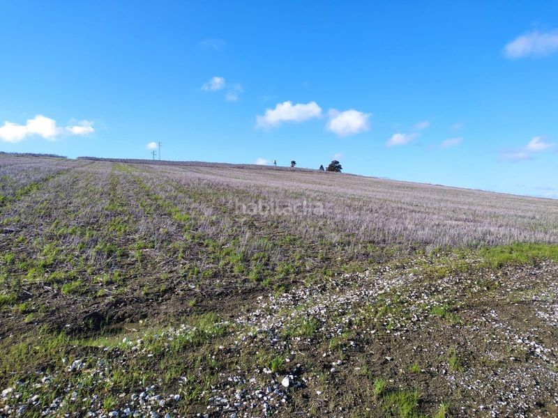 Foto a0d41d9e-7e33-408d-ba8a-7fc720323d89. Finca rústica a Medina Sidonia