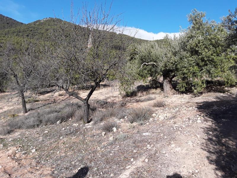 Foto 6dbfd98f-3f9b-4e78-a472-8b08cc4adb76. Terrain résidentiel dans Íllora