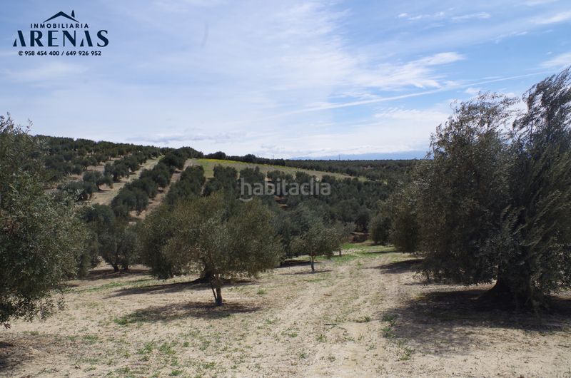 Foto 0c9a7102-ed6d-4977-af0c-ba47e3cc9974. Terreny residencial a Íllora