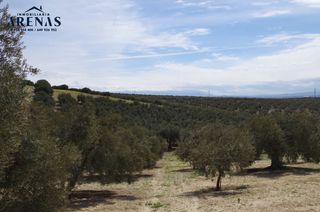 Terreny residencial a Íllora. Se vende finca rustica con olivar en alomartes