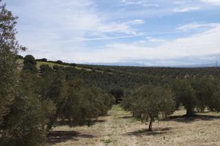 Terrain résidentiel à Íllora. Se vende finca rustica con olivar en alomartes