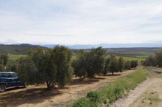 Terrain résidentiel à Íllora. Se vende finca de olivos en alomartes
