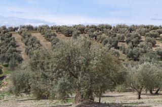 Terrain résidentiel à Íllora. Se vende finca rustica en alomartes