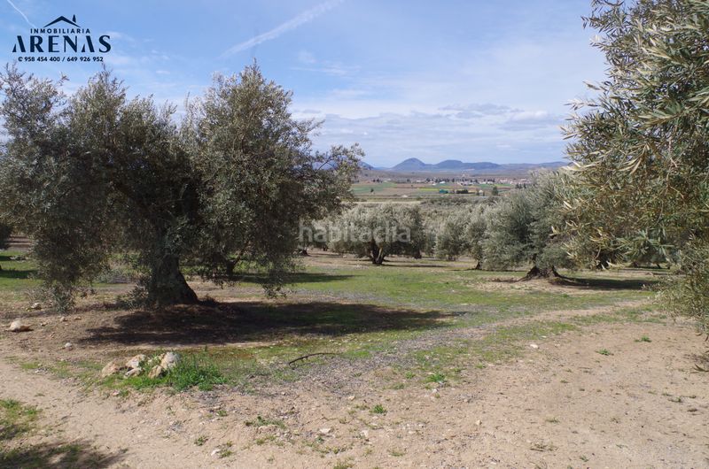 Foto b3721dd1-9ea0-4b35-83df-f2ca3979a01a. Terreny residencial a Íllora
