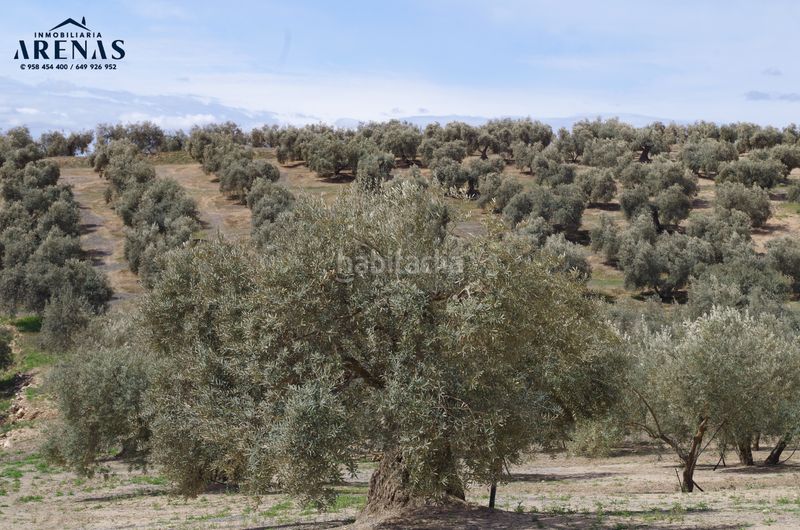 Foto d8927124-62d7-4ebe-a0a5-b4d2f8f2158c. Terreny residencial a Íllora