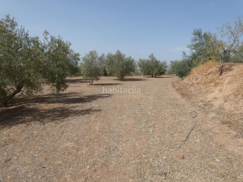 Foto 497e1c55-5ffd-4f37-984c-30686329777b. Rural plot in Cogollos de la Vega