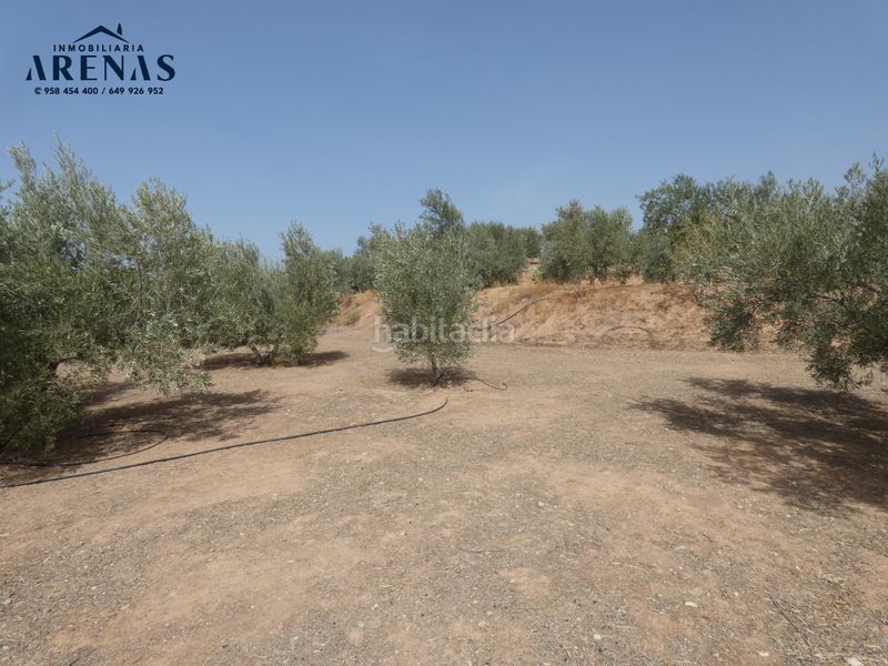 Foto 4a5e88df-abb2-429a-b774-de601bdab216. Finca rústica a Cogollos de la Vega