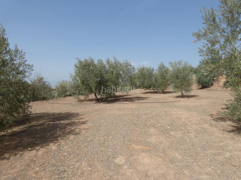 Foto 7b3cdf91-bee0-48af-826b-e1d38d9d238e. Rural plot in Cogollos de la Vega