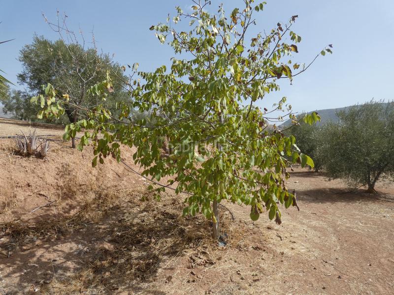 Foto 9c971731-4a73-4c6b-ba34-cdfb9d51c6ab. Rural plot in Cogollos de la Vega