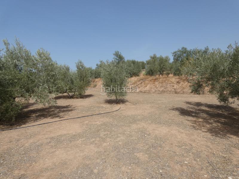 Foto e84ecddc-84a1-4309-b463-beeb04ad5c19. Rural plot in Cogollos de la Vega