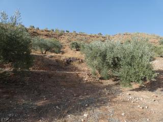 Finca rústica  Calle cuesta del almendral. Se venden dos fincas rústicas de olivar adulto en calicasas