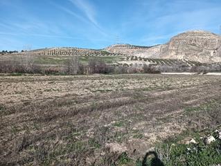 Fondo rustico  Carretera pinos puente. Fincas rusticas de regadio en el tesorillo de pinos puente