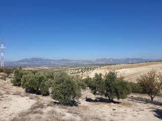 Propriété à Avenida de granada 1t. Gran finca de olivos en chimeneas