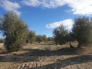 Propriété à Avenida de granada 1t. Gran finca de olivos en chimeneas