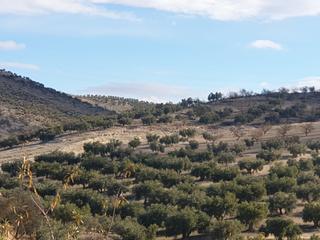 Propriété à Chimeneas. Gran finca de olivos en chimeneas