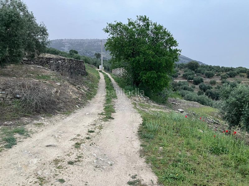 Foto d67ed7e7-3a2e-4fa4-83da-c53994183261. Finca rústica a Íllora