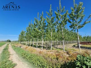 Finca rústica  Calle real. Terreno rústico en venta en cijuela