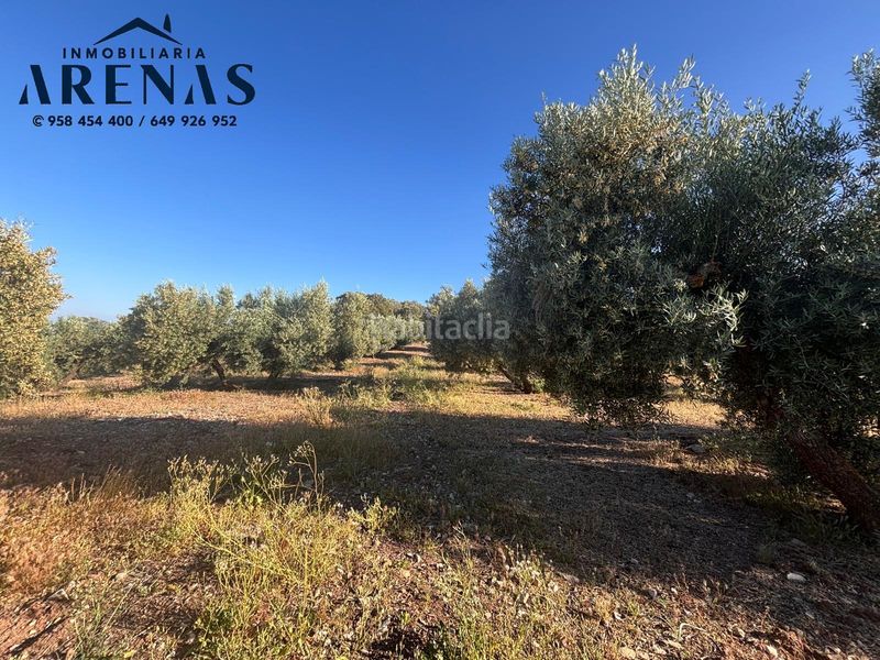 Foto df18abae-3ec5-4971-9268-b594e762f670. Finca rústica a Íllora