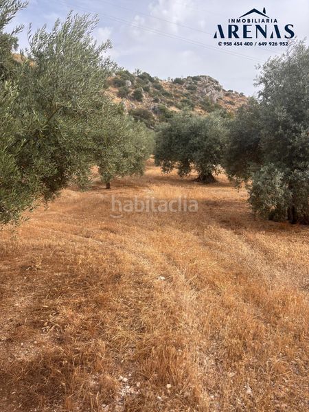 Foto 51147f84-3274-4d8d-83e8-30cae34ae067. Finca rústica a Íllora