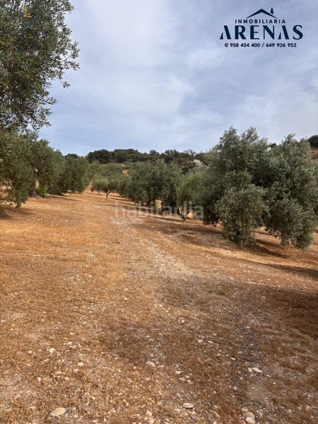 Foto 7f414e68-71c6-4f75-a212-f7d93468d461. Finca rústica a Íllora
