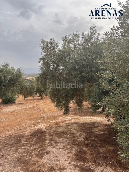 Foto 8250973e-c6e1-4062-b234-63a75196e746. Finca rústica a Íllora
