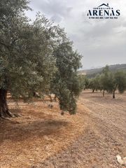 Finca rústica  Calle pozo de íllora. Parcela de olivos en íllora en venta
