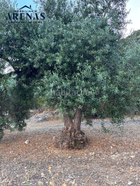 Foto a34e59ca-a69d-42a7-a965-27cf0482f573. Finca rústica a Íllora