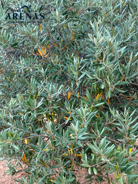 Foto f64eebae-25c9-4b52-8b57-d1f2ea6d02b3. Finca rústica a Íllora