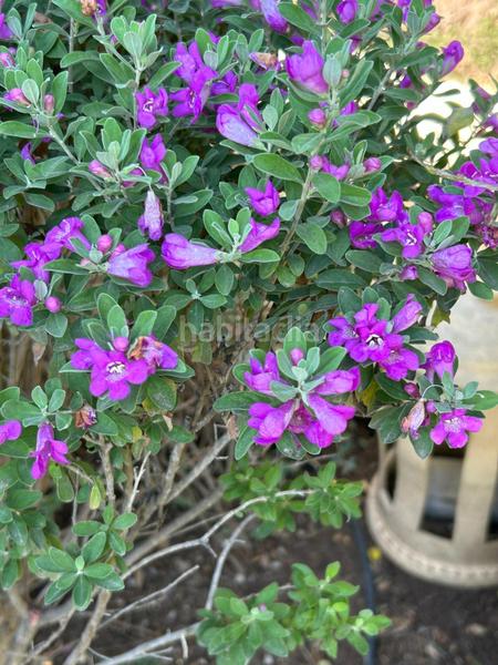 Foto 587da45d-acdc-4c6b-bd97-753a9c5e1cfa. Chalet mit heizung parking in El Zaudín - Club de Golf Bormujos