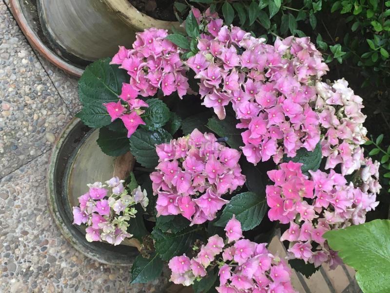 Foto 8019ed9c-04f1-49df-97e2-fcdb45736d39. Chalet mit heizung parking in El Zaudín - Club de Golf Bormujos