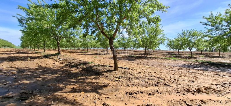 Foto 74bceaac-6191-499f-9515-8b1c90aa03e0. Finca rústica a Pedanías Sur Utrera