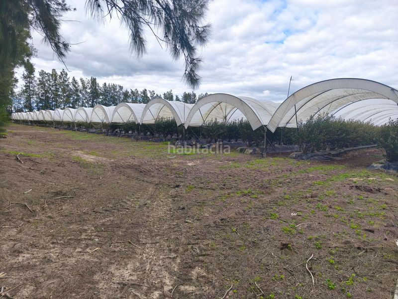 Foto 78f83b08-c85e-4745-aceb-1de674a04394. Finca rústica a Almonte Almonte
