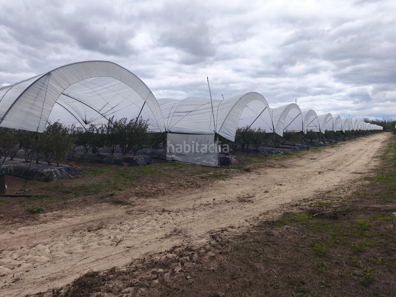 Foto a227fb38-2b77-4458-a3c3-eb651aa0bd9d. Finca rústica a Almonte Almonte