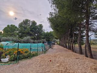 Masia  Calle baja azotea
