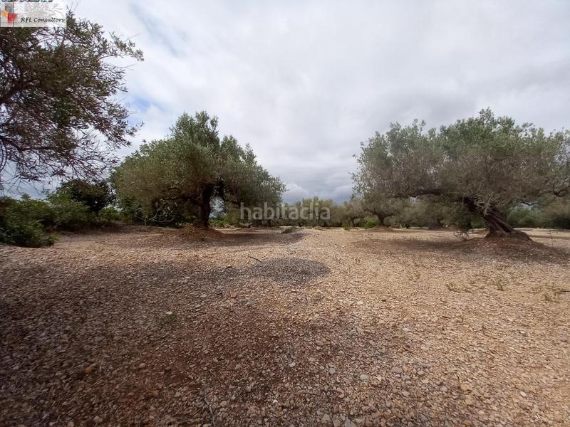 Foto 98ae6199-547e-4a22-b1a5-4df6c6ad599c. Finca rústica finca a la venta en lampolla en Ampolla (L´)