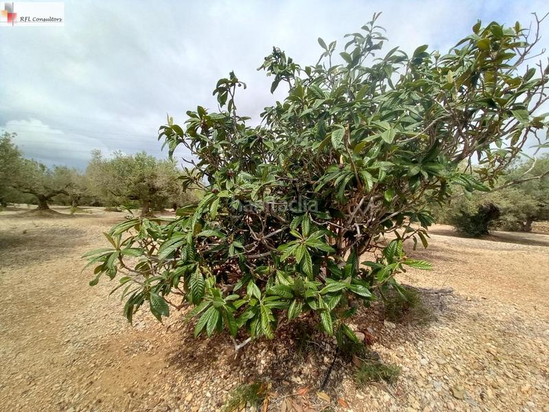 Foto f34a755c-19da-4e88-baf4-93a0fd1ea38b. Finca rústica finca a la venta en lampolla en Ampolla (L´)