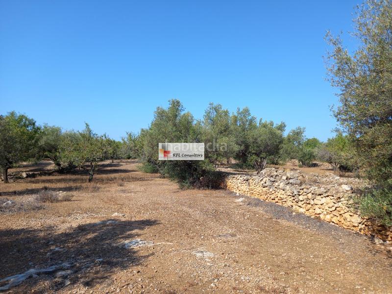 Foto 09c95a4a-ef13-48a4-8bf0-fb12d4fd7088. Rural plot in Ampolla (L´)