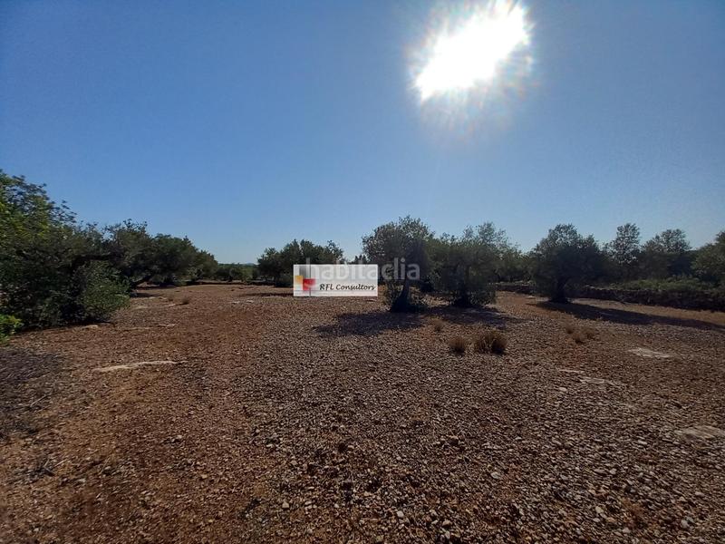 Foto 49172623-8b31-4705-9a24-521f11ba5c25. Rural plot in Ampolla (L´)