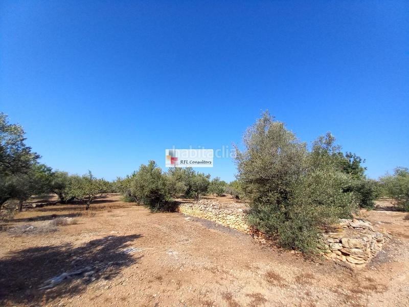 Foto f617a064-7870-4de1-891c-b64430e64f29. Rural plot in Ampolla (L´)