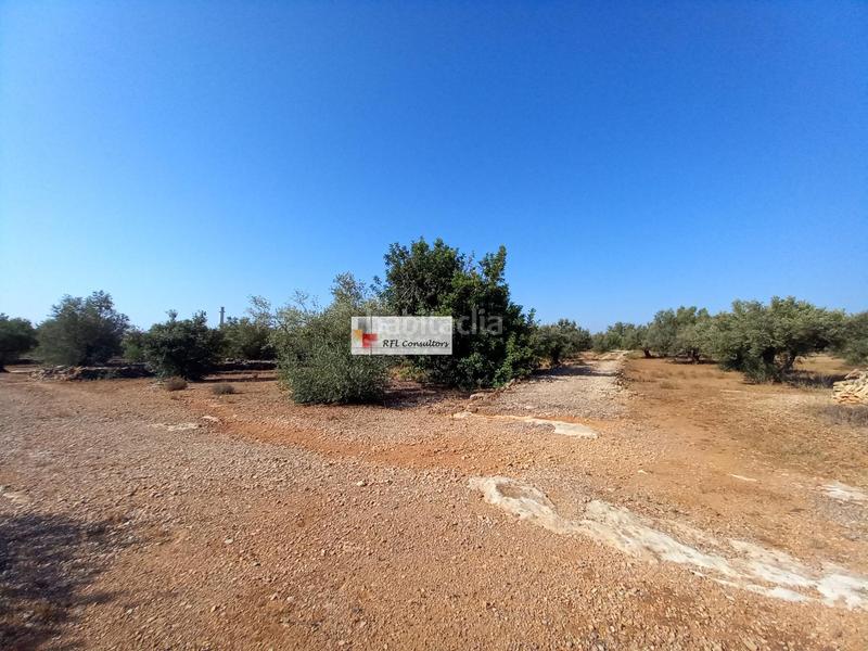 Foto fc2fe762-9e59-484d-824c-0e0070101460. Rural plot in Ampolla (L´)