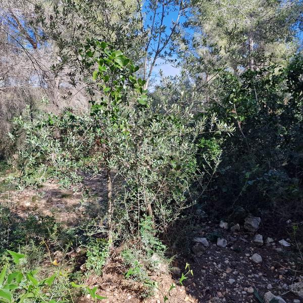 Foto 7c4820b1-1a5b-4556-8fad-88a9bb8a29c0. Terreny residencial a carrer gessamí 18 a Valldemar-Montmar Segur de Calafell